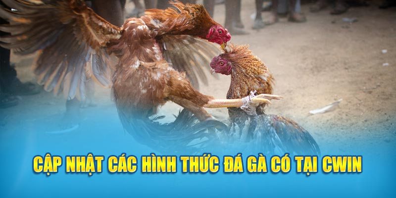 Các phiên bản đá gà hiện có tại CWIN mà bạn nên thử