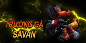 Trường Gà Savan - Sân Đấu Quy Tụ Nhiều Thần Kê Tranh Tài